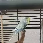 Kleine Quasselstrippe 