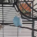 Flauschkugel 