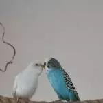 Wahre Männerfreundschaft