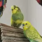 Paul und Coco 