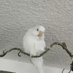 Cookie unser Early Bird 