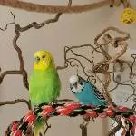 Coco hat einen neuen Freund