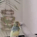 Love is the Air 
