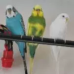 Die 3 von der Gardienenstange :) 