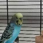 Joshi im neuen Heim