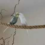 Ein Küsschen für Schorschi 