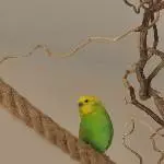 Hallo, ich heiße Coco