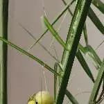 Paulchen spielt versteck dich