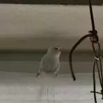 Kleiner weißer Wicht 