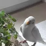 Bitte Felo, nur einmal naschen