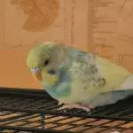 Bubi entdeckt die Welt
