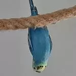 Ich bin eine Fledermaus 