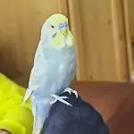 I am the Champion 