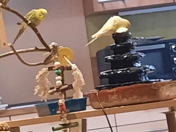 Wellensittich-Bild: Das sind 2 meiner kleinen schätze sind ca 15wochen alt
