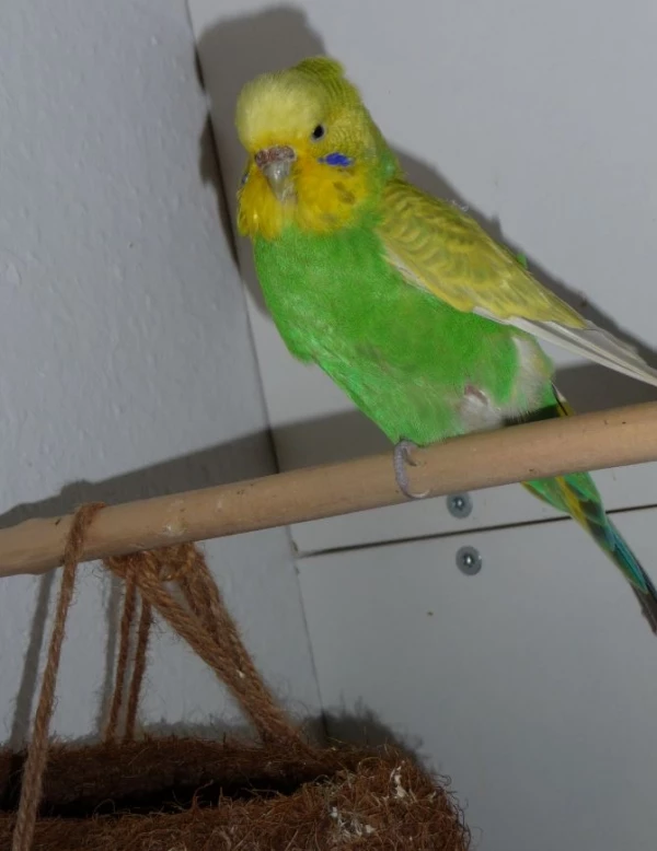 Wellensittich-Bild: Susi