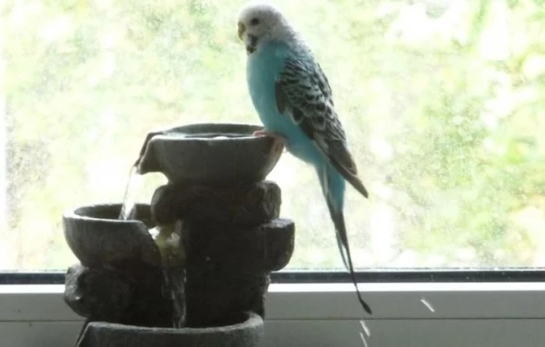 Wellensittich-Bild: Misuki