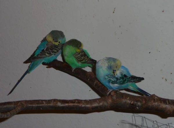 Wellensittich-Bild: Von links nach rechts:
Henri, Bobbi, Sternchen