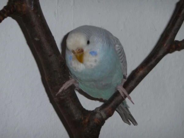 Wellensittich-Bild: Lilli