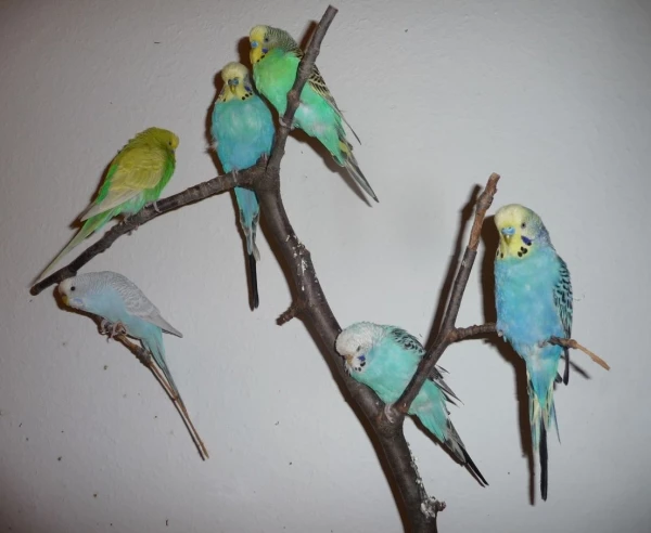 Wellensittich-Bild: Von links nach rechts:
Lilli, Susi, Henri, Bobbi, Misuki (unten), Sternchen (unten)