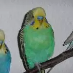 Das ist Bobbi