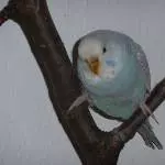 Das ist Lilli