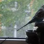 Henri schaut aus dem Fenster