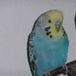 Unser Sternchen
