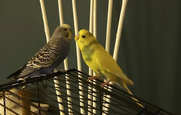 Wellensittich-Bild: wie jeden Abend quatscht Tiffy (gelb) dem armen Gonzo ne Frikadelle ans Ohr..