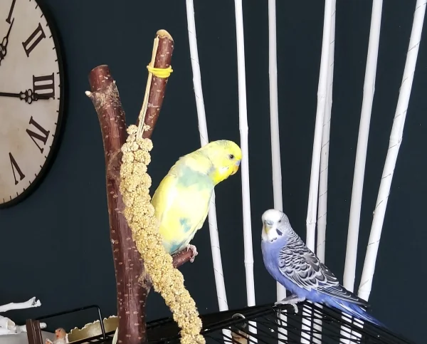 Wellensittich-Bild: Der ewige Streit um die Hirse..