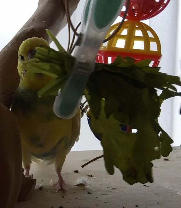 Wellensittich-Bild: Tiffy ist immer das erste Hühnchen am Salat.. Das sichert ihm natürlich auch die größeren Portionen.. dumm ist er nicht, sondern so herrlich bauernschlau.. ????