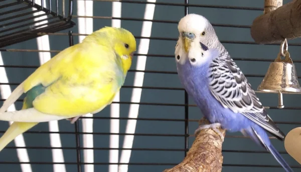Wellensittich-Bild: Willkommen! Der gelbe Tiffy, 3 Monate und der blau Gonzo, 11 Monate, haben ihr neues Zuhause am 4.9.21 bezogen. Jetzt gibts erstmal Wasser, Futter, Salat, Hirse und Ruhe zum Eingewöhnen..