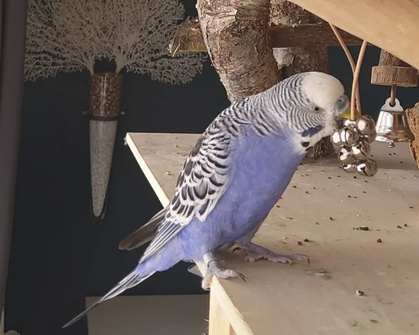Wellensittich-Bild: Gonzo findet alles klasse, was klingelt. Er könnte stundenlang mit Glöckchen spielen.