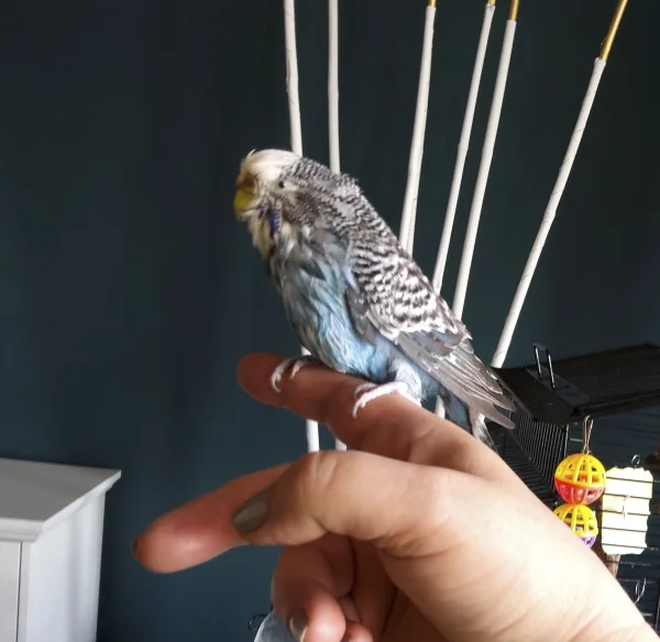 Wellensittich-Bild: Stinki hat gerne geduscht, bis sie pattschnass war..