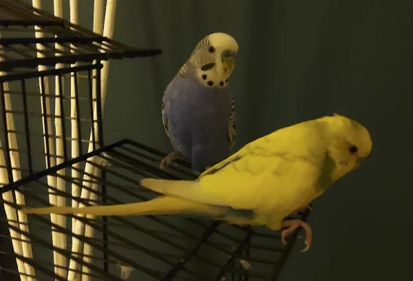 Wellensittich-Bild: Tiffy (gelb) ist in seiner ersten Mauser, krawallig und sehr launisch.. Der arme Gonzo (blau) muss im Moment viel ertragen.. 