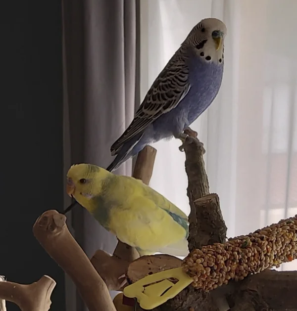 Wellensittich-Bild: Ein nettgemeintes Geschenk der Nachbarin, eine Knabberstange, wurde zum Glück völlig ignoriert. Als sie wieder weg war,ist die im Müll gelandet.. Ich wollte meiner Nachbarin nicht vor den Kopf stossen, deswegen durfte sie die anbieten. Den Ruccola danach haben sie dann förmlich zerfleischt.. ????