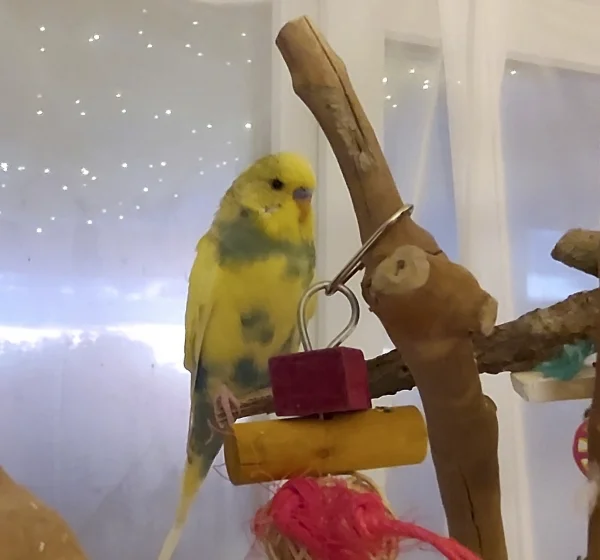 Wellensittich-Bild: Tiffy gehört das ganze Wohnzimmer.. die Felo und Kumpel Gonzo sind nur geduldet..