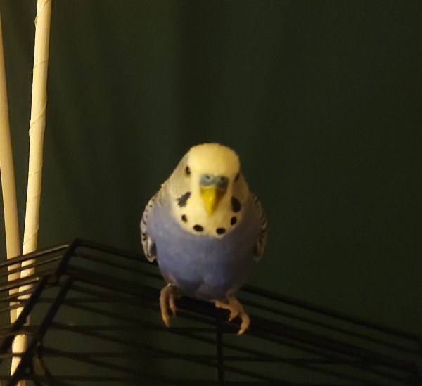 Gonzo