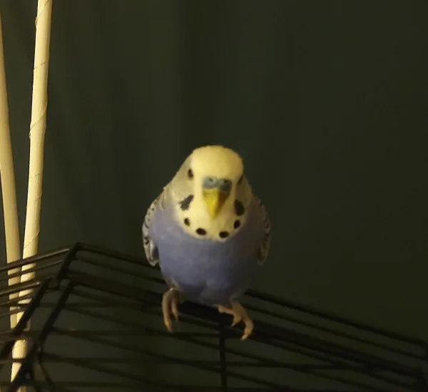 Wellensittich-Bild: Gonzo hat soeben den Feierabend eingeläutet. Nach einem aufregendem Spiel- und Entdeckertag mit seinem besten Kumpel Tiffy..