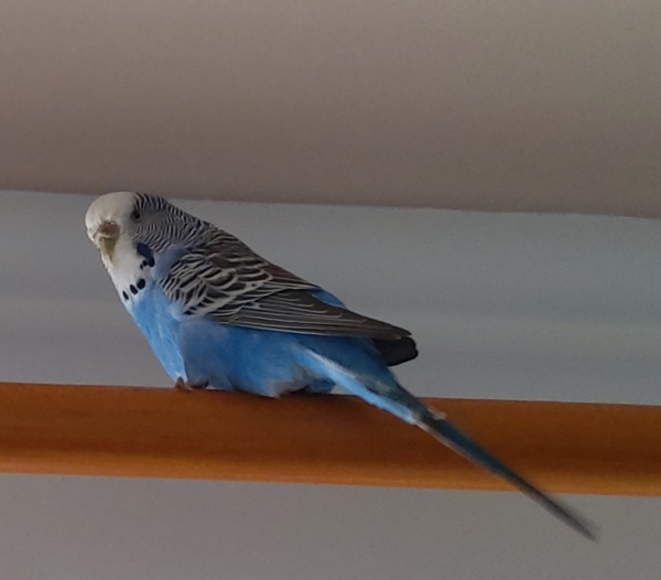 Stinki