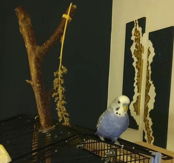 Wellensittich-Bild: Ich bin nicht dick, bin flauschig.. und hab schwere Knochen..