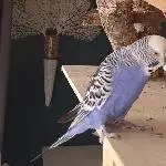 Gonzo und Glöckchen