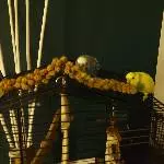 Daff iff voll lecker