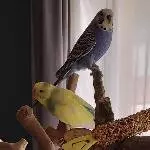 Geschenk abgelehnt