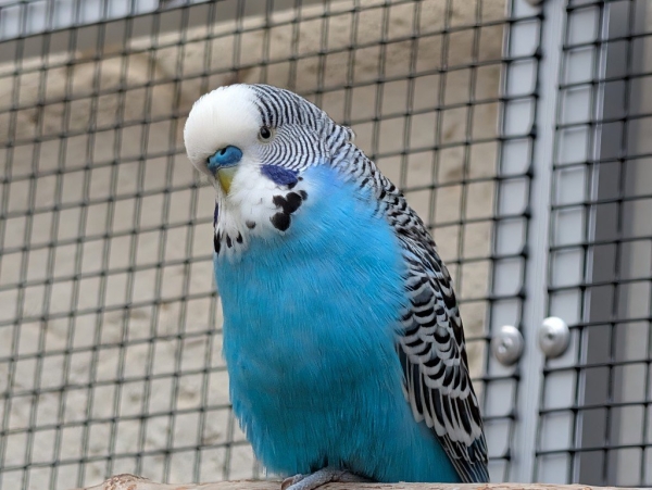 Hansi
