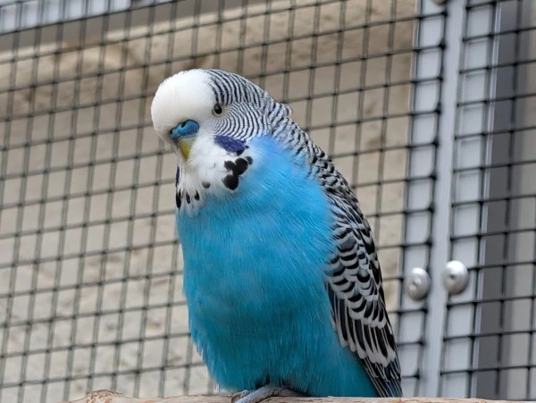 Wellensittich-Bild: Unser Hansi, Blaureihe, Normaler Farbschlag.