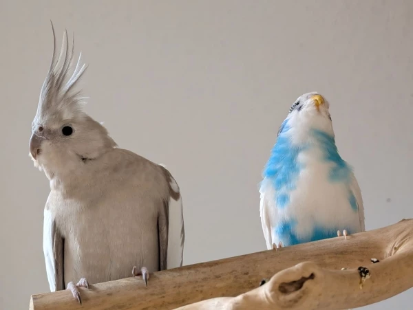 Wellensittich-Bild: Nymphensittich Alea mit Neuzugang Bubi.