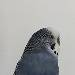 Othello hat Alles im Blick