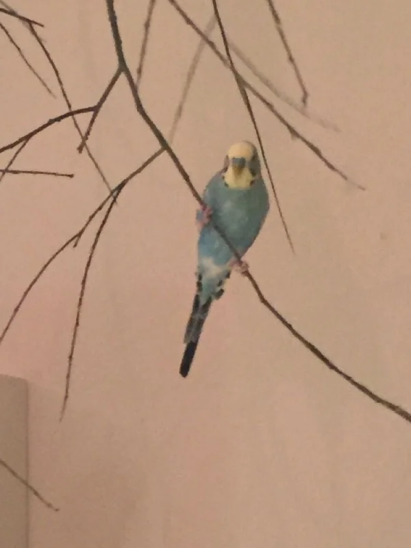 Wellensittich-Bild: Am Klettern!