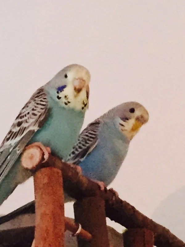 Wellensittich-Bild: Augustinchen und Pünktchen als Kükis