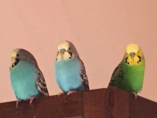 Wellensittich-Bild: Die drei haben alles im Blick!